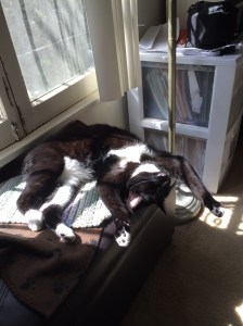 Pile of cuteness and Devil Pile of sh*t in the background.